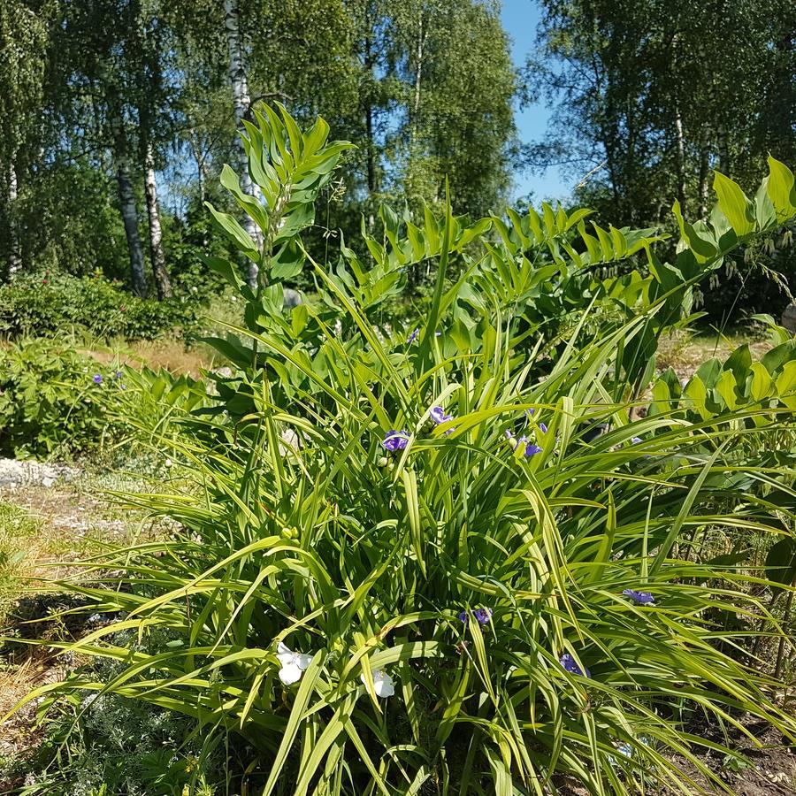Vila Sanzila Bernatoniai Eksteriør bilde